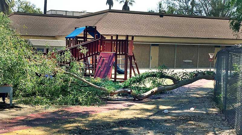 Fallen Tree Branch at Day Care Center